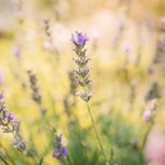 Opleiding aromacoach