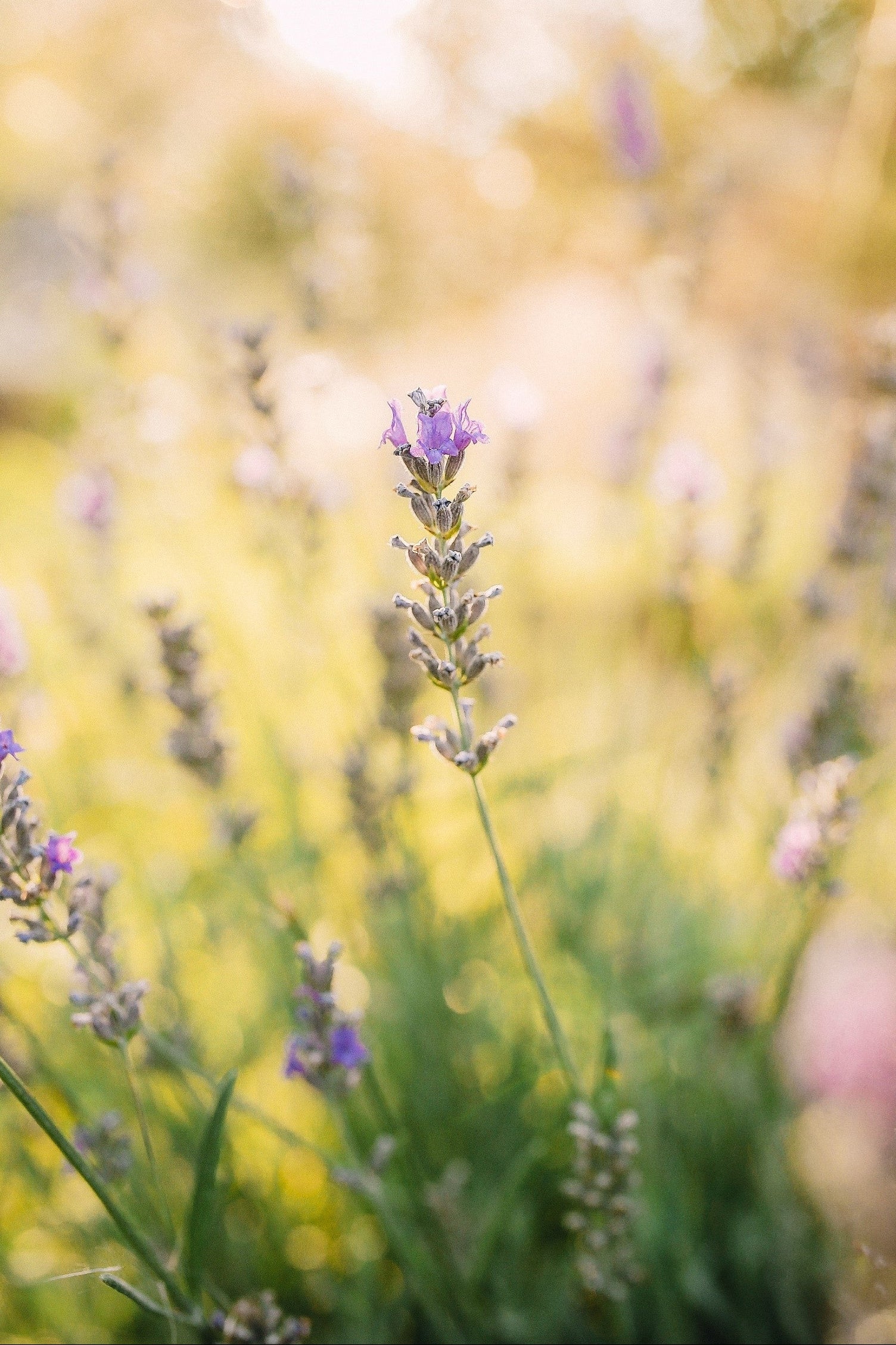 Opleiding aromacoach