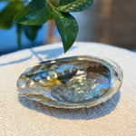 Abalone schelp